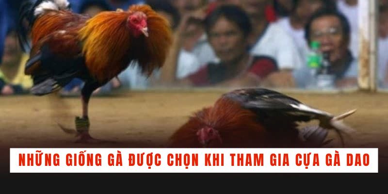 Những giống gà thường được chọn khi tham gia cựa gà dao